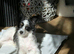Papillon cross 5 months old needs new home
