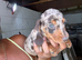 Beautiful female dashhounds