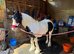 Heartbreak Sale: Perfect Child's Pony