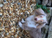 Exceptional KC Registered Miniature Dachshund – Chocolate Dapple Male