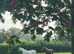 Well bred Chestnut Mare
