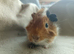 Boy guinea pig