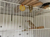 Zebra finches