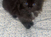 10 Week Old Female Kittens
