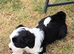Tibetan Terrier puppies READY NOW