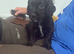 1 boy cocker spaniel boy left