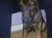 Shepherd 8 months old puppy