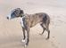 Male lurcher NI