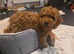 F1 Cockapoo pup 17 weeks