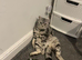 Beautiful Pure Bred Silver Tabby BSH