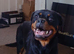 X2 rottweiler girls