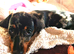 BEAUTIFUL MINIATURE DACHSHUND GIRL FOR SALE - MALVINA!