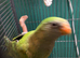 Hand reared baraband hen has reverted a little