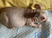 Skinny pig baby boys