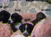 4 cockapoo's 3 girls 1 boy LEFT