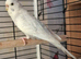 Budgie (female)