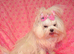 Gorgeous Babydoll KC Registered Korean Maltese Girl 2 Years Old