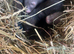 Ferret kits for sale
