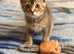 Beautiful BSH kittens