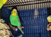 Baby budgies