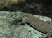 CB25 Yellow Ackie Monitors