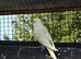White baby budgies