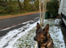Stuning Gsd Male for Stud