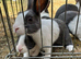 Beautiful Pair of Baby Dutch Bunny Girls 13 weeks
