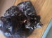 Kittens for sale