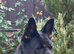 Kc reg proven big boned gsd