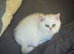 READY NOW 2 GCCF Regd Golden Shaded/Tipped British Short Hair Females