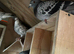 Pet / Homing Pigeons £15 (per bird) ready end early / mid July 2026