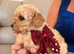 adorable toy poodle litter