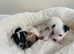 Jockrussel pups for sale