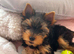 For sale yorkshire terrier5 pup