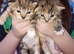Kittens for sale