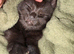 Kitten for urgent rehome