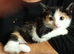 Adorable BSH kittens