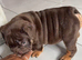 Chocolate English bulldogs