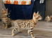 Beautiful 5 Generations Pedigree Bengal kittens in London