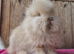 Pure bred double maned lionhead buck