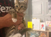 Half Maincoon kittens