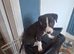 Whippet x lurcher puppy