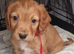 Working cocker spaniel puppies