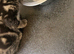 STUNNING Bengal cross female