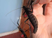 Stick Insects and Isopods