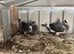 Pigeon