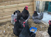 ORPINGTON HATCHING EGGS X 6 BLUE, BUFF, BLACK, SPLASH 24 hour tracked post