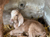 3/4 Anglo Nubian 1/4 Angora