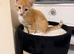 cute baby kitten